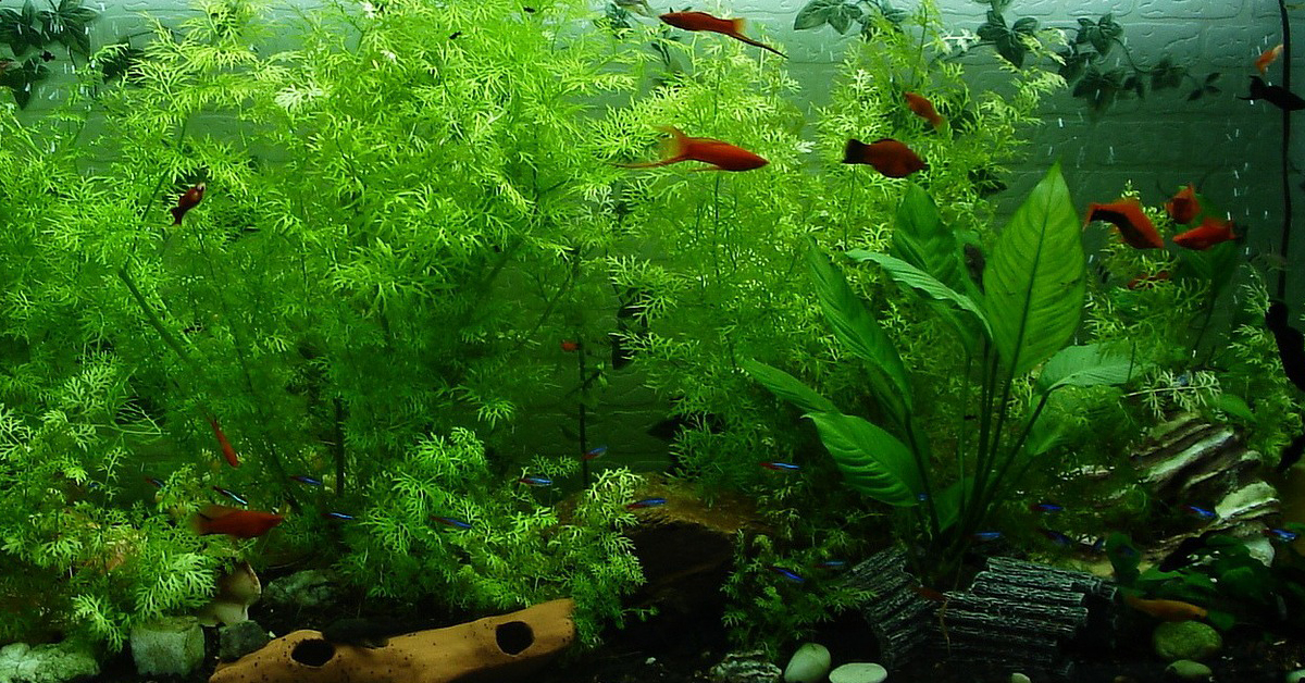 Top 5 mało wymagających roślin do akwarium