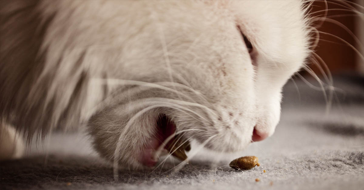 Trawienie pod kontrolą czyli jak karmić kota by uniknąć problemów zdrowotnych