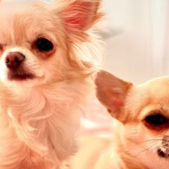 Chiuahua - rasa