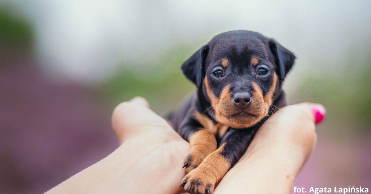 Pinczer miniaturowy – jedna z najmniejszych ras psów domowych