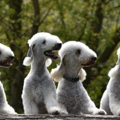 Bedlington Terrier – wierny przyjaciel