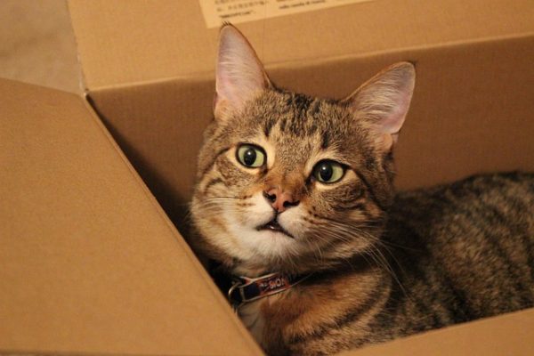 Koty mogą chować  się w kartonach z lęku