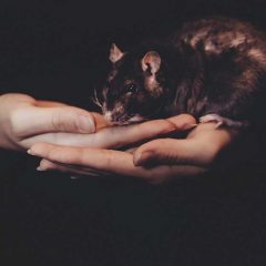 Szczur – najważniejsze informacje o opiece i karmieniu