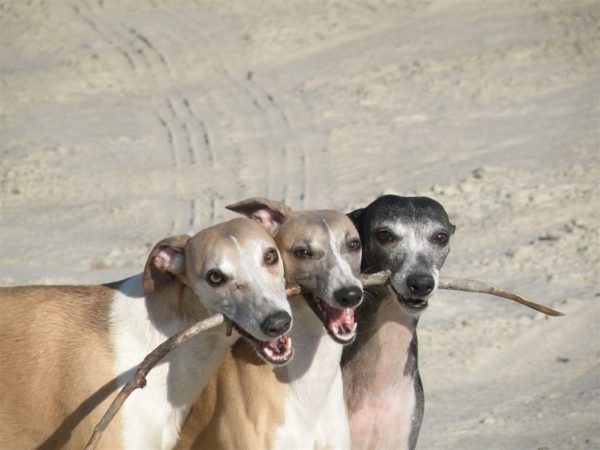 Pies WHIPPET - hodowla, charakter, opinie