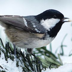 Dokarmianie ptaków zimą