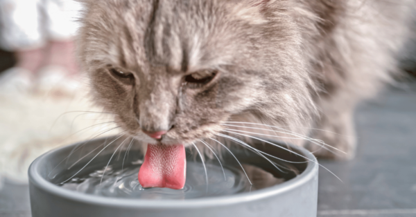 Jak zachęcić kota do picia wody?