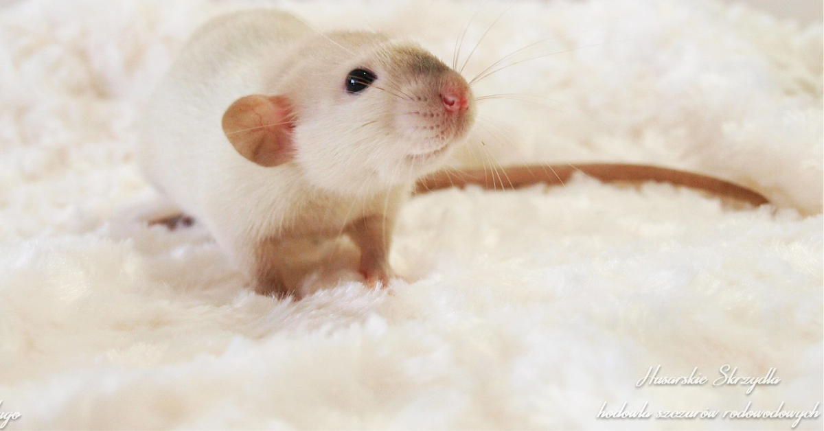 Szczury w centrum uwagi.  Bliskie spotkania z niezwykłymi gryzoniami