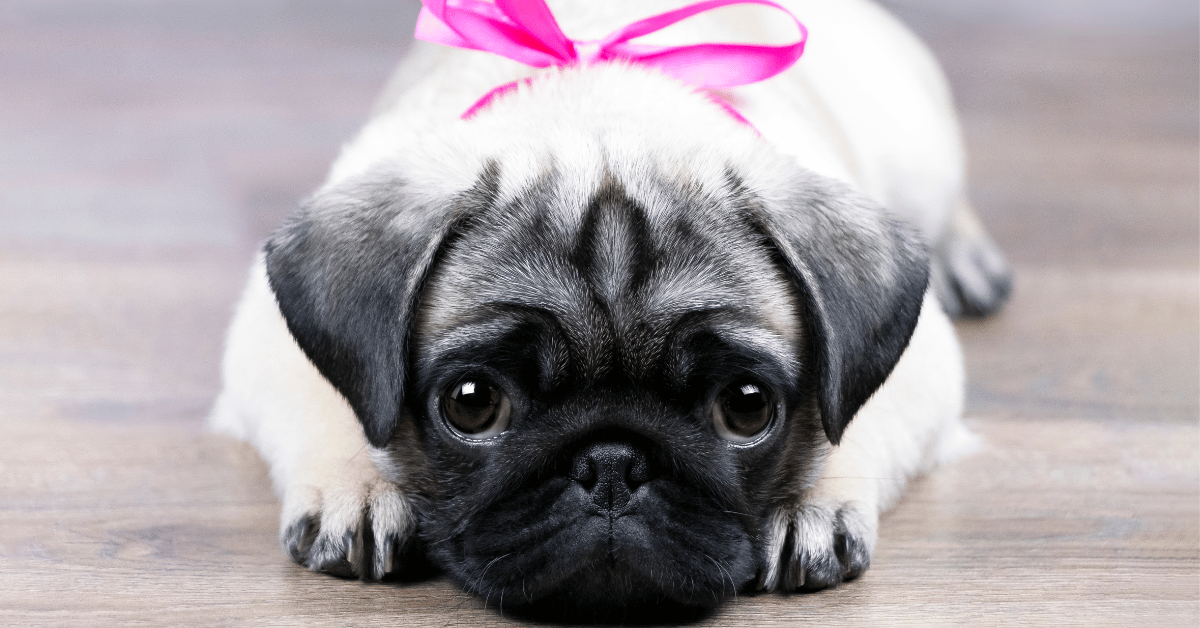 Mops hodowla, charakter, opinie Magazyn Pupil