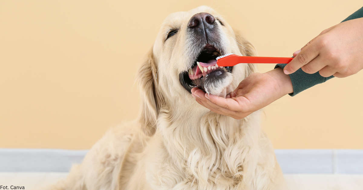 Choroby jamy ustnej – powszechny problem zdrowotny psów i kotów
