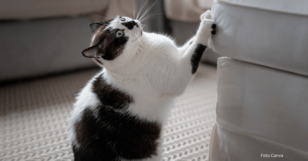 Kot kontra meble – czy można ich ze sobą pogodzić?
