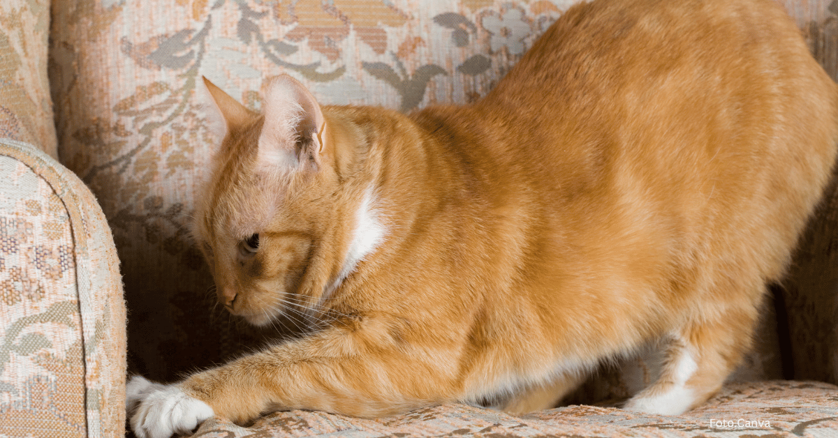 Kot kontra meble – czy można ich ze sobą pogodzić?