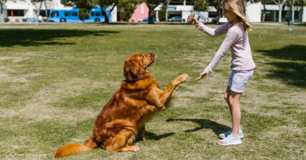 Dziewczynka bawi się z psem na trawie, ucząc go nowych komend.