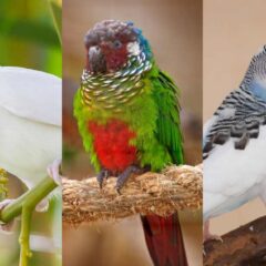 Popularne małe papugi domowe