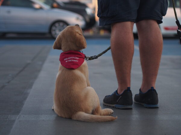 pies Fundacji „Labrador Pies Przewodnik”