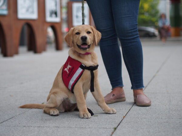 Fundacji „Labrador Pies Przewodnik