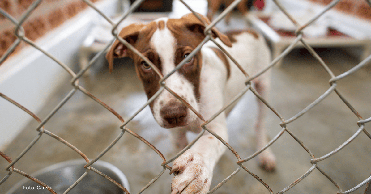Adopcja  – druga szansa na szczęście Adopcja  – druga szansa na szczęście
