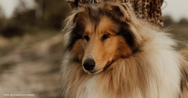 Owczarek szkocki Collie
