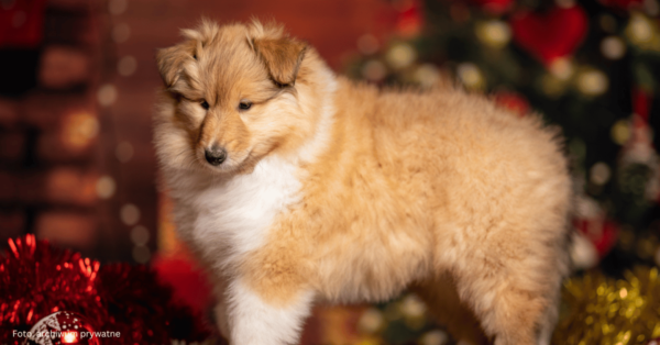 Owczarek szkocki Collie