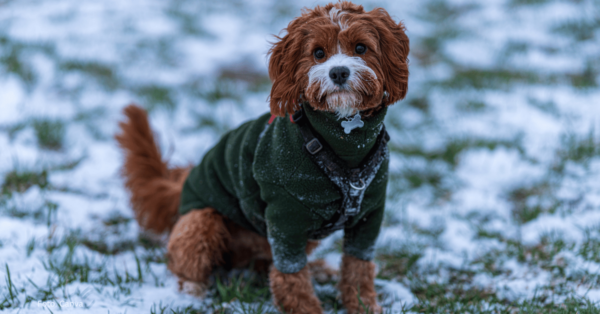 Jak dbać o psa zimą. Ubranie, spacer i ochrona przed zimnem