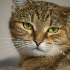 Dlaczego mój kot…? Trudne i nieoczywiste problemy behawioralne kotów