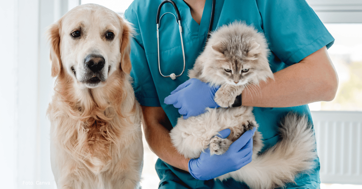 Toksoplazmoza psów i kotów