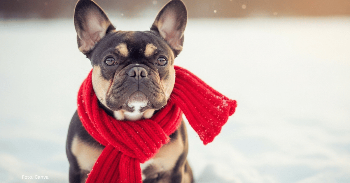 Jak dbać o psa zimą. Ubranie, spacer i ochrona przed zimnem