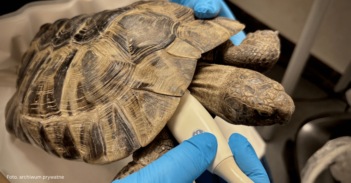 Co widać przez łuski? Ultrasonografia w diagnostyce gadów