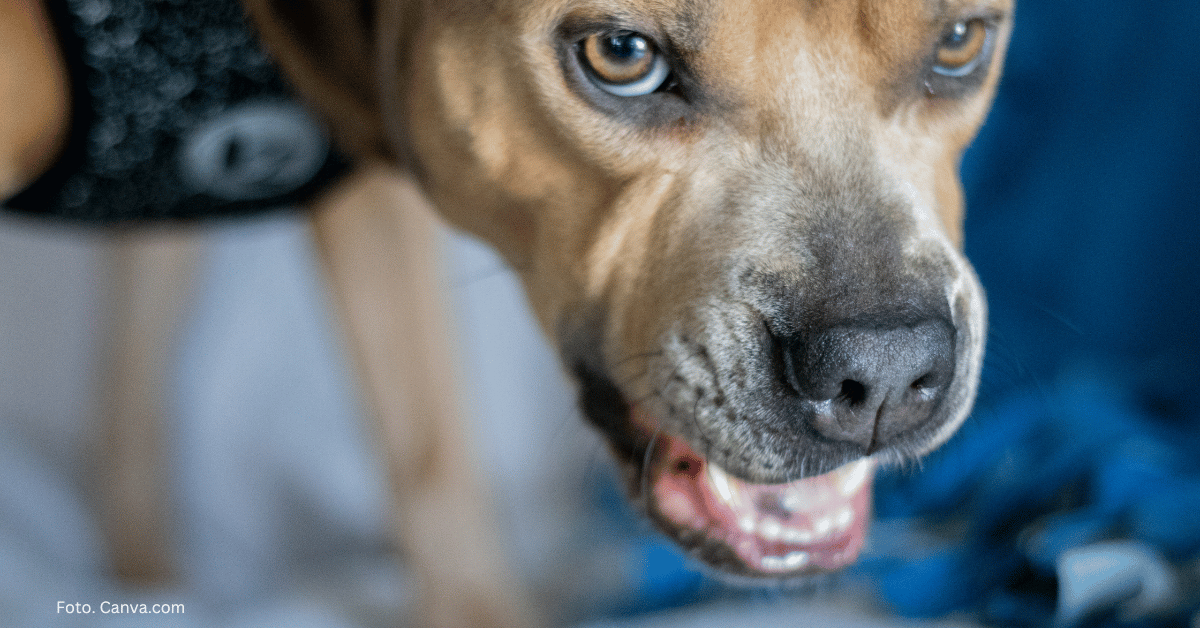 Gdy pies broni swojego jedzenia… Gdy pies broni swojego jedzenia…