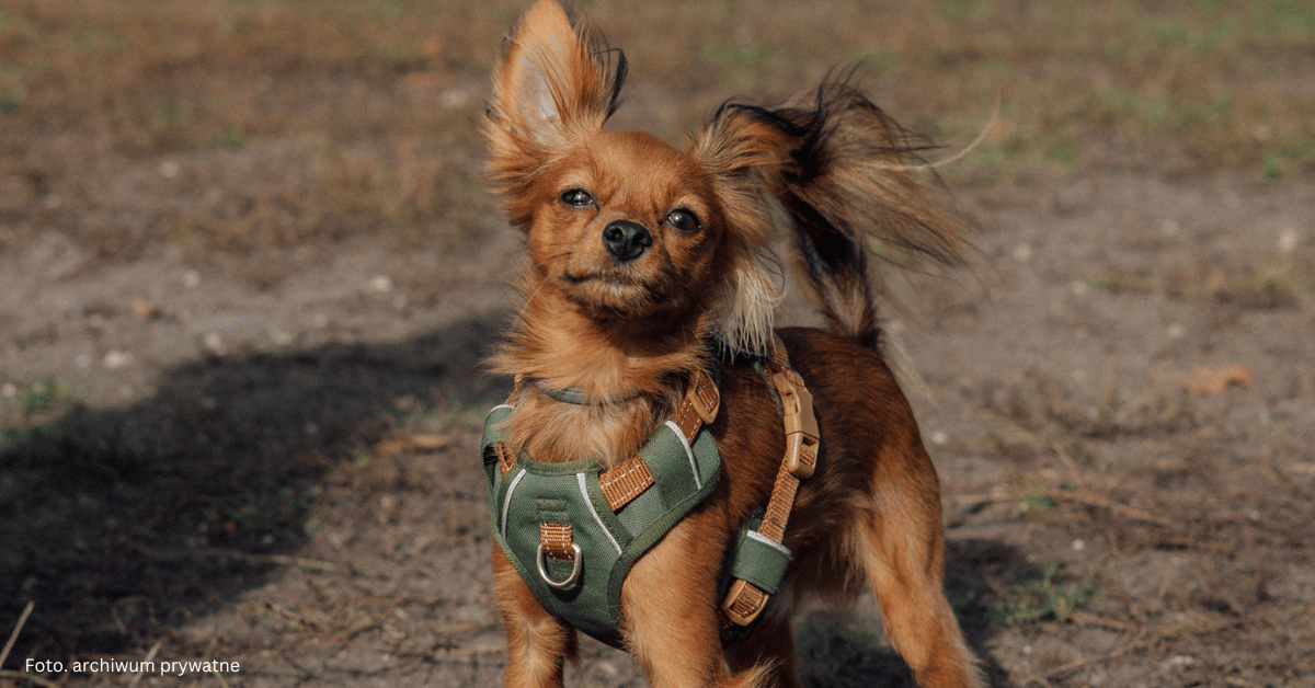 Piesek warszawski Piesek warszawski