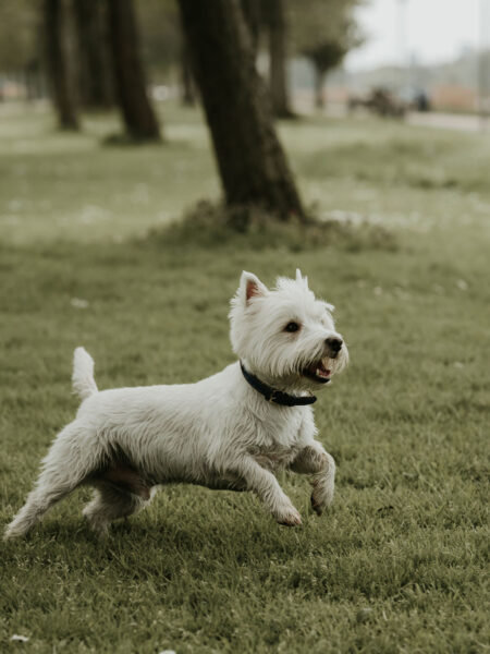 Pan Hektor - bohater Internetu