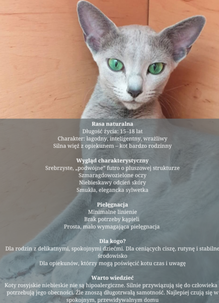 Eleganckie i pełne magii. Koty rosyjskie niebieskie