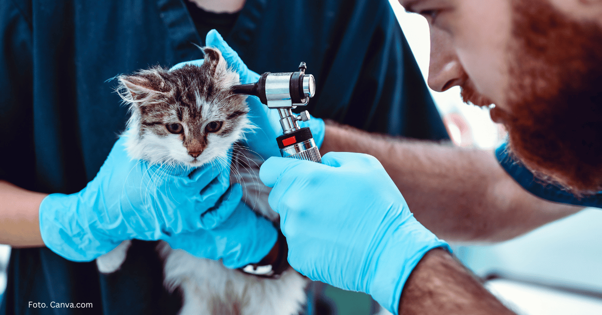 Pierwsza profilaktyka szczeniąt i kociąt