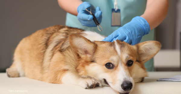 Kleszcz wbity w skórę psa – pasożyt przenoszący choroby odkleszczowe takie jak babeszjoza czy borelioza.