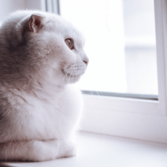 Kot, który „radzi sobie sam”