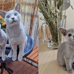 Eleganckie i pełne magii. Koty rosyjskie niebieskie