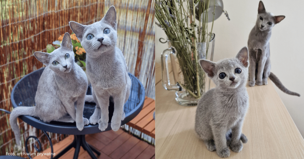 Eleganckie i pełne magii. Koty rosyjskie niebieskie