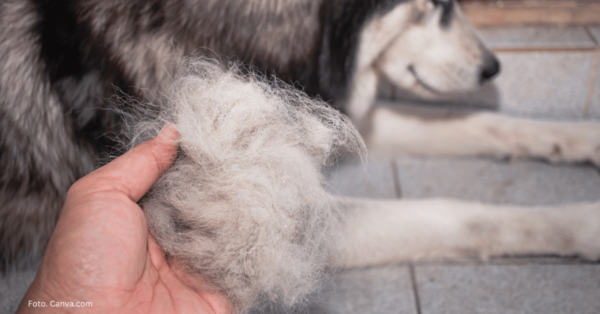 Pies intensywnie liniejący podczas wyczesywania – usuwanie martwego podszerstka w okresie sezonowej wymiany sierści.