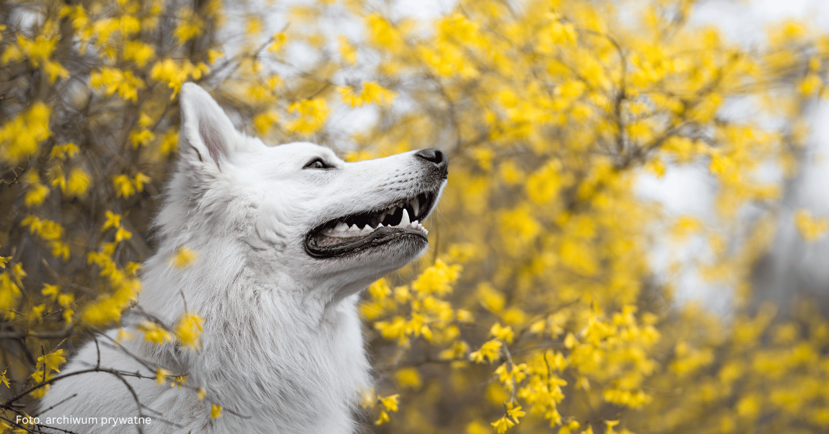 Pasja, która uszczęśliwia… Rozmowa z Alicją Bochenek, fotografką i autorką konta fotki_z_pieca
