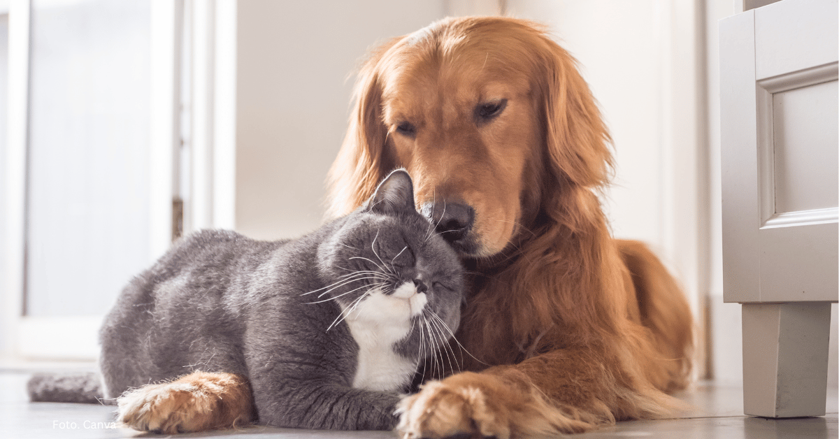 Omega-3 dla psa i kota – jakie wybrać?