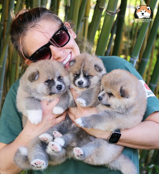 O rasie Akita Inu
