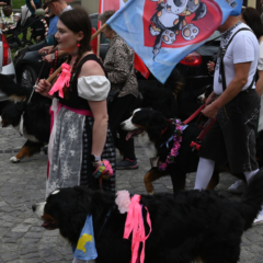 Od miłości do berneńskich psów pasterskich do parady „Tarnów w tricolorze”