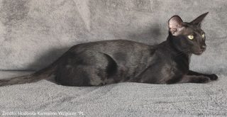 Bedlington Terrier – wierny przyjaciel