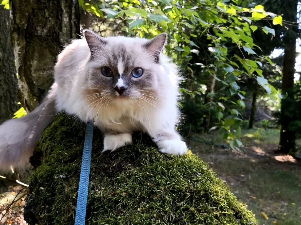 Spacery z kotem – o czym trzeba pamiętać