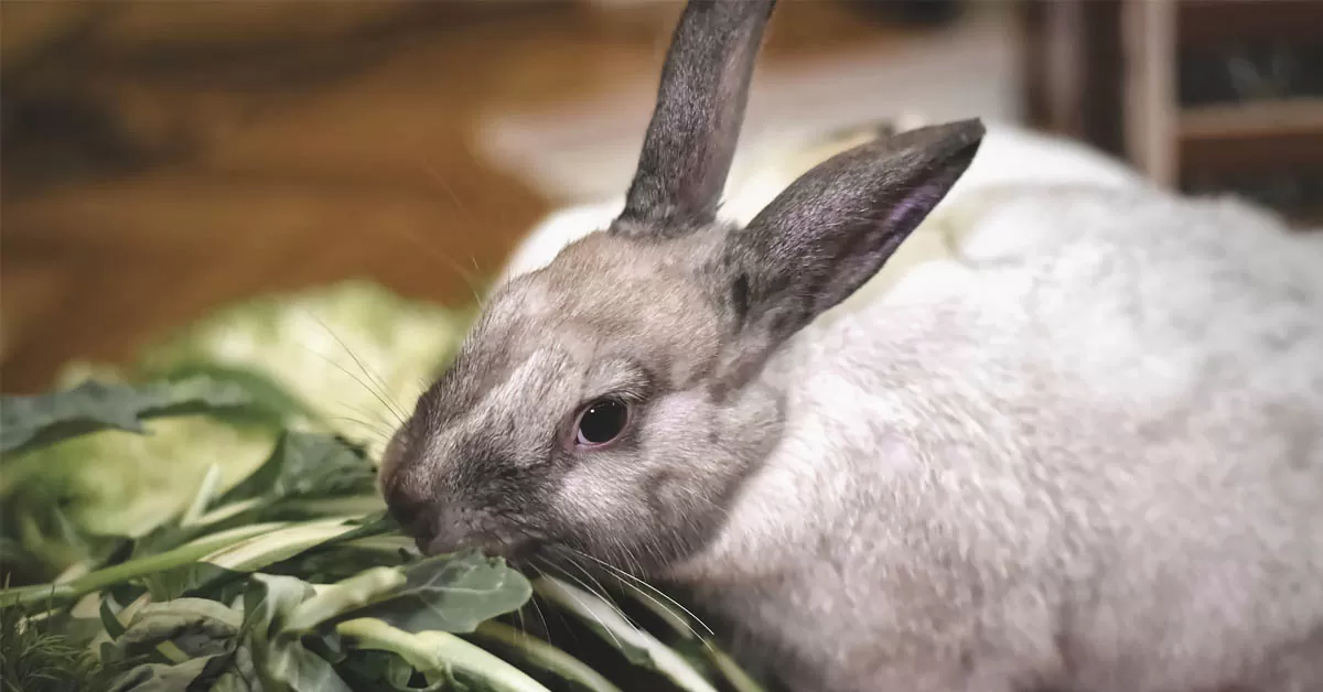 O tym co króliki jadać powinny… O tym co króliki jadać powinny…