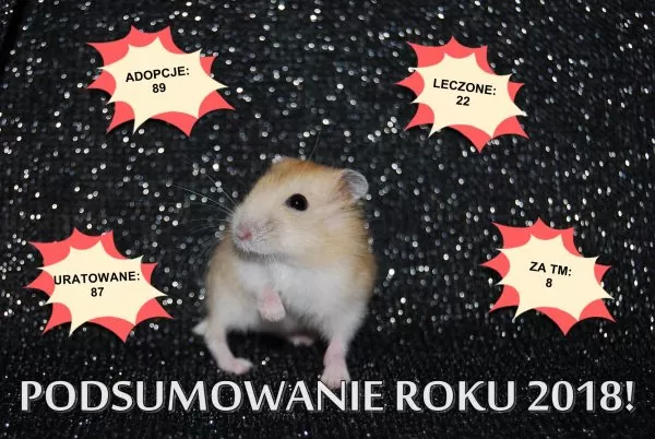 Nie kupuj, adoptuj! Chomicza Dzielnica
