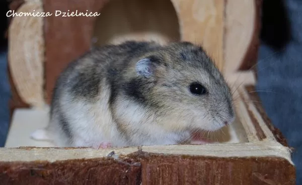 Nie kupuj, adoptuj! Chomicza Dzielnica