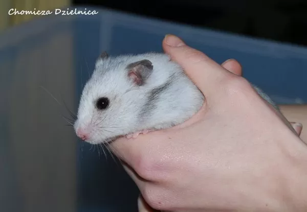 Nie kupuj, adoptuj! Chomicza Dzielnica