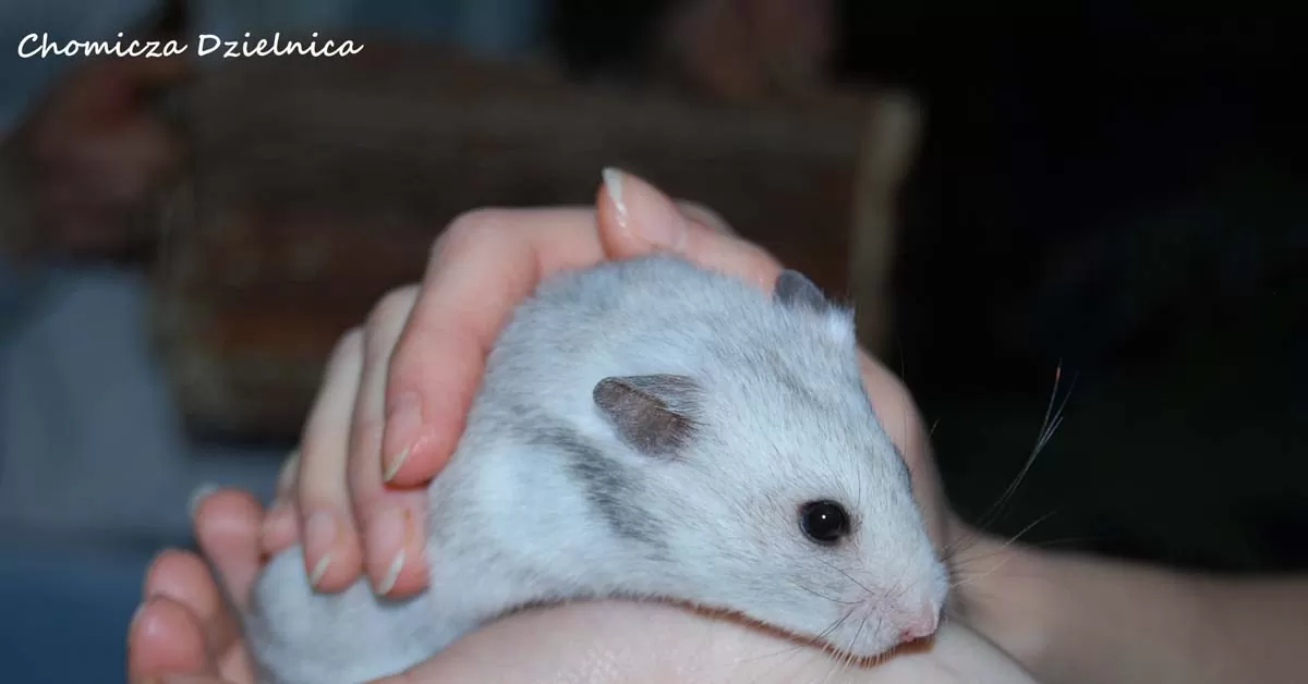 Nie kupuj, adoptuj! Chomicza Dzielnica Nie kupuj, adoptuj! Chomicza Dzielnica
