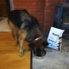 TropiDog- karma sucha opinia
