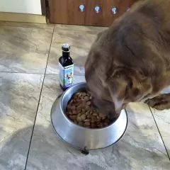 Olej lniany dla psa opinia